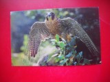 HOPCT 14859 ULIU -- PASARI -FAUNA - -NECIRCULATA
