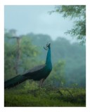 Tablou Canvas, "Pavo strălucitor &icirc;n zori verzi", Păun, Verdeață, Ceață, Eleganță, Natură, Serenitate, Frumusețe, Pădure, Siluetă, Mister., 26 x 39 cm,