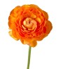 Piciorul Cocosului Ranunculus, Orange, Portocaliu, 6/7, 1 Bulb, Oem