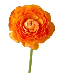 Piciorul Cocosului Ranunculus, Orange, Portocaliu, 10/+, 1 Bulb