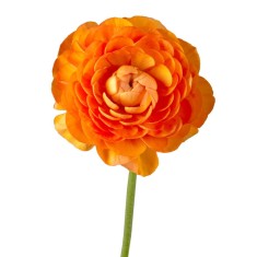 Piciorul Cocosului Ranunculus, Orange, Portocaliu, 6/7, 1 Bulb