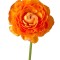 Piciorul Cocosului Ranunculus, Orange, Portocaliu, 10/+, 1 Bulb