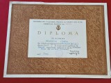 Diploma Sportiva acordata jucatoarei de Baschet VIORICA NICULESCU - Clubul Sportiv "POLITEHNICA" Bucuresti 07.05.1967)