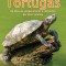 Tortugas: Un Libro de Comparaciones Y Contrastes