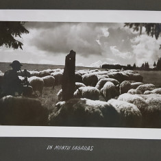 CIOBAN CU OILE IN MUNTII FAGARAS , FOTOGRAFIE MONOCROMA, PE HARTIE LUCIOASA , PRINSA PE CARTON , PERIOADA INTERBELICA