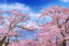 Fototapet autocolant Natura162 Muntele Fuji si ciresi infloriti, 200 x 150 cm