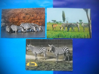 HOPCT LOT NR 454 ZEBRA / ZEBRE -FAUNA-3 CARTI POSTALE-CIRCULATE foto