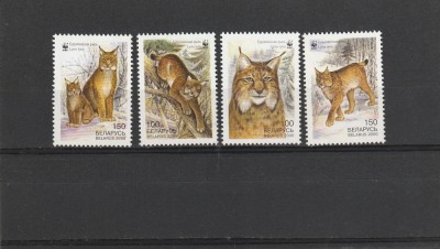Fauna,feline,WWF,Belarus. foto