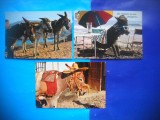 HOPCT LOT NR 1015 MAGAR/MAGARI -FAUNA -3 CARTI POSTALE-NECIRCULATE
