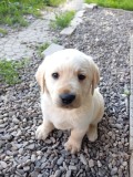 Puiuți de Labrador