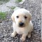 Puiuți de Labrador
