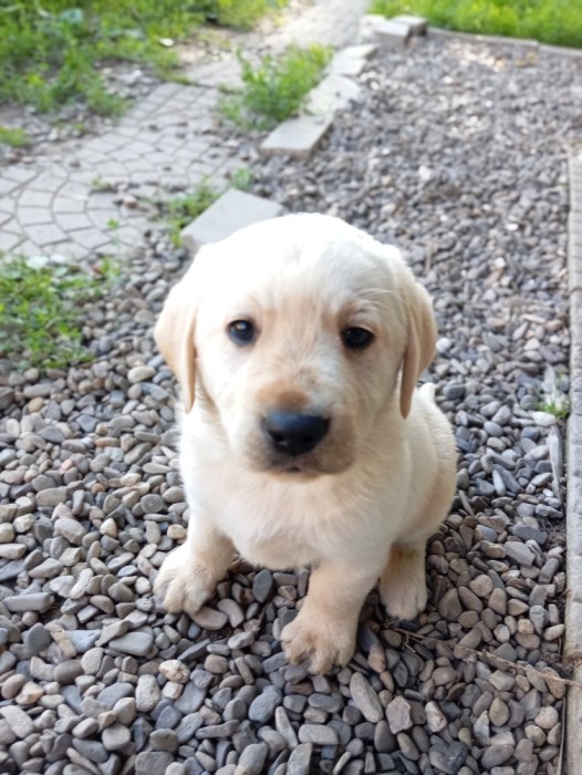 Puiuți de Labrador