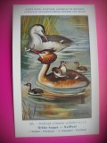 HOPCT 6329 PODICEPS CRISTATUS CRISTATUS -PASARI DE APA -FAUNA EUROPA-CP CHROMO LITHO -MUZEUL REGAL STIINTE NATURALE BELGIA-NECIRCULATA, Printata