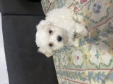Bichon maltez