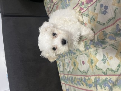Bichon maltez foto