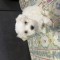 Bichon maltez