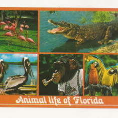 FA27-Carte Postala- SUA - Animal life of Florida, circulata 1987