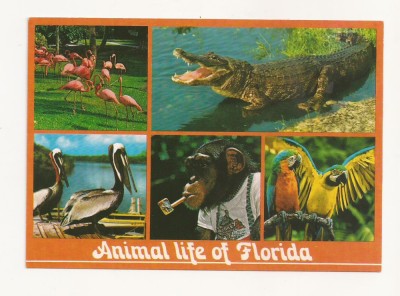 FA27-Carte Postala- SUA - Animal life of Florida, circulata 1987 foto