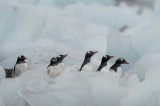 Tablou Canvas, "Pinguini explor&acirc;nd tăr&acirc;mul gheții albastre", Pinguini, Gheață, Păsări, Antartica, Cer, Rece, Alb, Grup, Natură, Observare, 39 x 26 cm,
