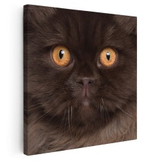 Tablou portret pisica British Longhair Tablou canvas pe panza CU RAMA 80x80 cm