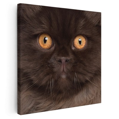 Tablou portret pisica British Longhair Tablou canvas pe panza CU RAMA 40x40 cm foto