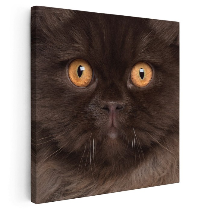 Tablou portret pisica British Longhair Tablou canvas pe panza CU RAMA 40x40 cm