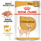 Cumpara ieftin Royal Canin Chihuahua Adult, 12 x 85 g