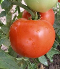 Tomate Naslada F1 (5 gr) foto