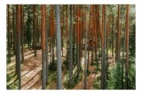 Tablou Canvas, "Coliba ascunsă &icirc;n pădurea deasă", Pădure, Copaci, Cabane, Lumină, Umbre, Natură, Timp, Liniște, Verdeață, Trunchiuri, 39 x 26 cm, CMCL