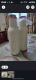 Ciupercă Tibetană ( chefir )