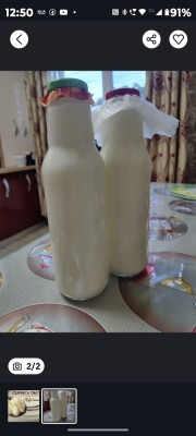 Ciupercă Tibetană ( chefir ) foto