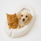 Culcus alb tip cuib pentru caini de talie mica si pisici