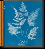 Anna Atkins. Cyanotypes