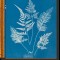 Anna Atkins. Cyanotypes