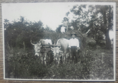 Tarani romani cu un car cu boi// fotografie interbelica foto