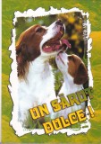 bnk cp Felicitare - Un sarut dulce ! - catei