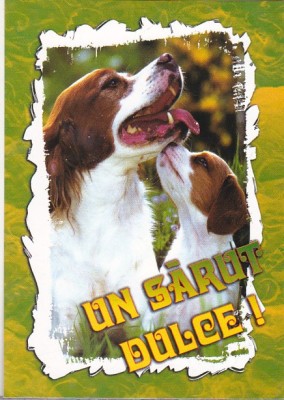 bnk cp Felicitare - Un sarut dulce ! - catei foto