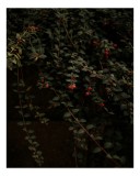 Tablou Canvas, "Fructe roșii ascunse &icirc;n &icirc;ntuneric", Răsaduri, Frunziș, Roșu, Verde, Natură, Dulce, Curgător, &Icirc;ntunecat, Subțire, Arbori, 26 x 39 cm, C