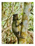 Tablou Canvas, "Șop&acirc;rla exploratoare &icirc;n jungla misterioasă", Şop&acirc;rlă, Arbore, Pădure, Camuflaj, Vertebrate, Natură, Biodiversitate, Echilibru, Frunziş