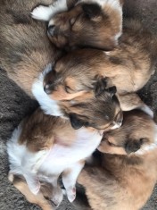 Vand Pui Collie foto