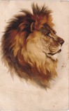 Portret artistic din profil al unui leu cu coama infoiata (necirculata)