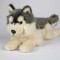 Jucarie Caine Lup de plus Husky pe burta 25cm