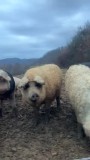 Porci de v&acirc;nzare &icirc;n Sălaj | Angro sau la bucată | Mai multe rase
