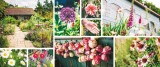 My Tiny Flower Garden | Matt Collins, Roo Lewis, Pavilion Books