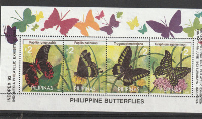 Fauna ,fluturi ,Filipine. foto