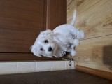 Yorkshire Terrier, Pedigree
