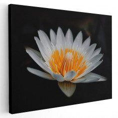 Tablou floare de lotus alb Tablou canvas pe panza CU RAMA 40x60 cm