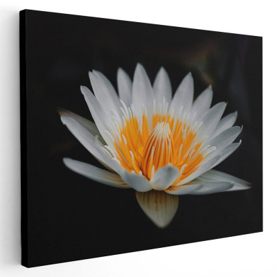 Tablou floare de lotus alb Tablou canvas pe panza CU RAMA 60x90 cm foto
