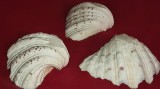3 TREI SCOICI DECORATIVE IMPECABILE ( nu cunosc materialul )