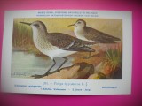 HOPCT 6313 TRINGA HYPOLEUCOS -PASARI DE APA -FAUNA EUROPA-CP CHROMO LITHO -MUZEUL REGAL STIINTE NATURALE BELGIA-NECIRCULATA, Printata
